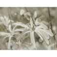 thumbnail image 3 of Melious, Amy 14x12 Black Modern Framed Museum Art Print Titled - Star Magnolias I, 3 of 5