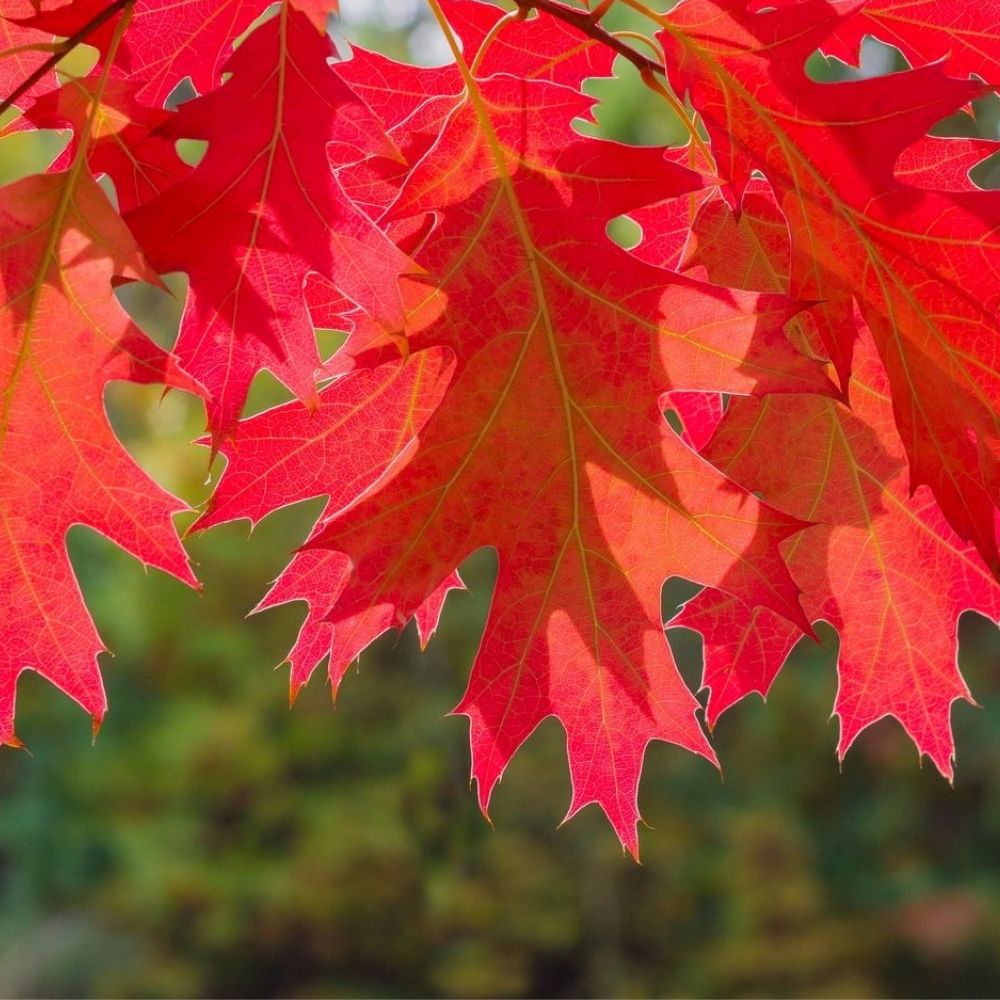 Expert Gardener 2-3 ft. tall Northern Red Oak Live Tree in 5-Gallon Grower Pot