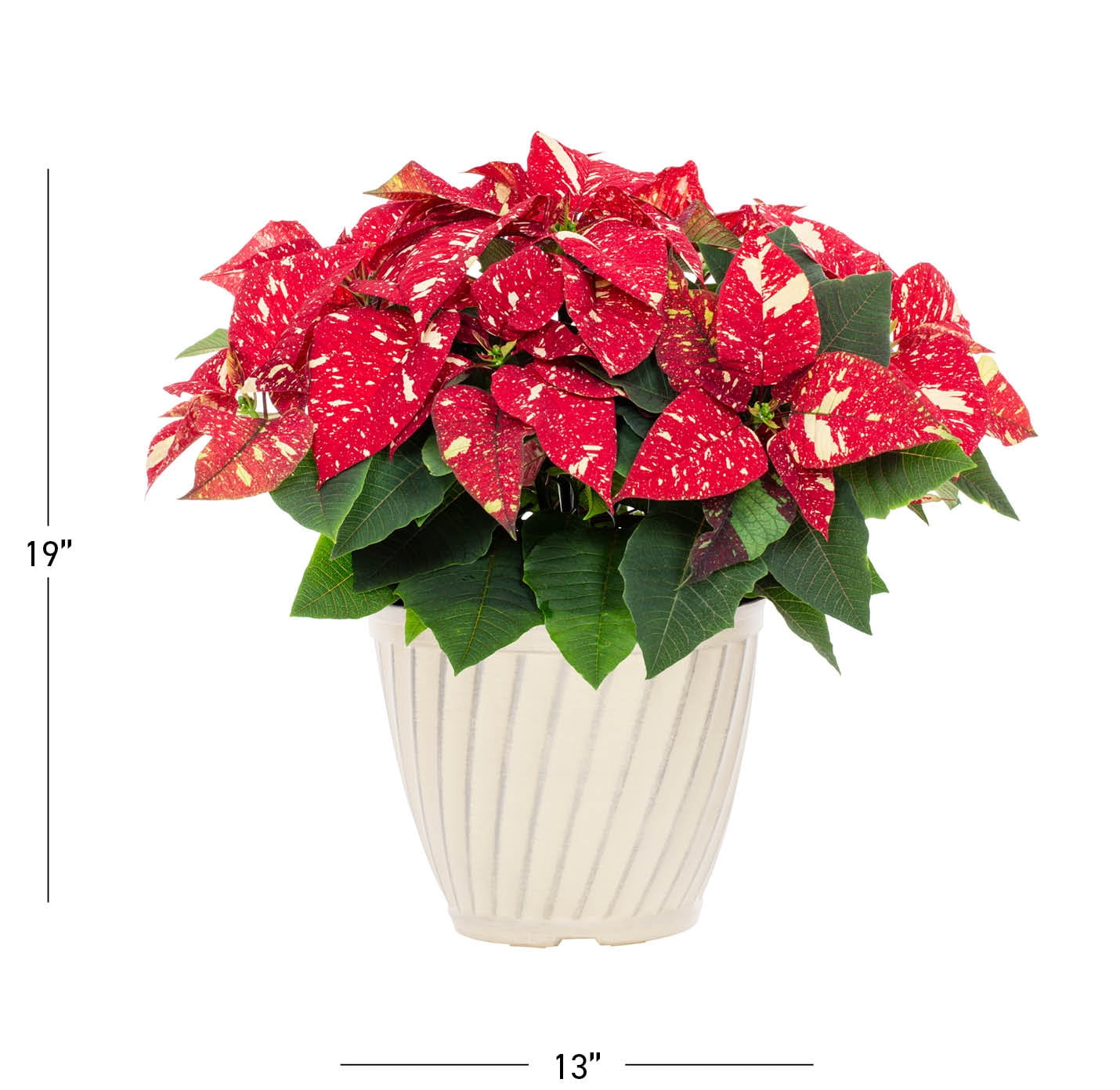 Better Homes & Gardens 1.25gal Red White Poinsettia Live Houseplant Plastic Decorative Planter