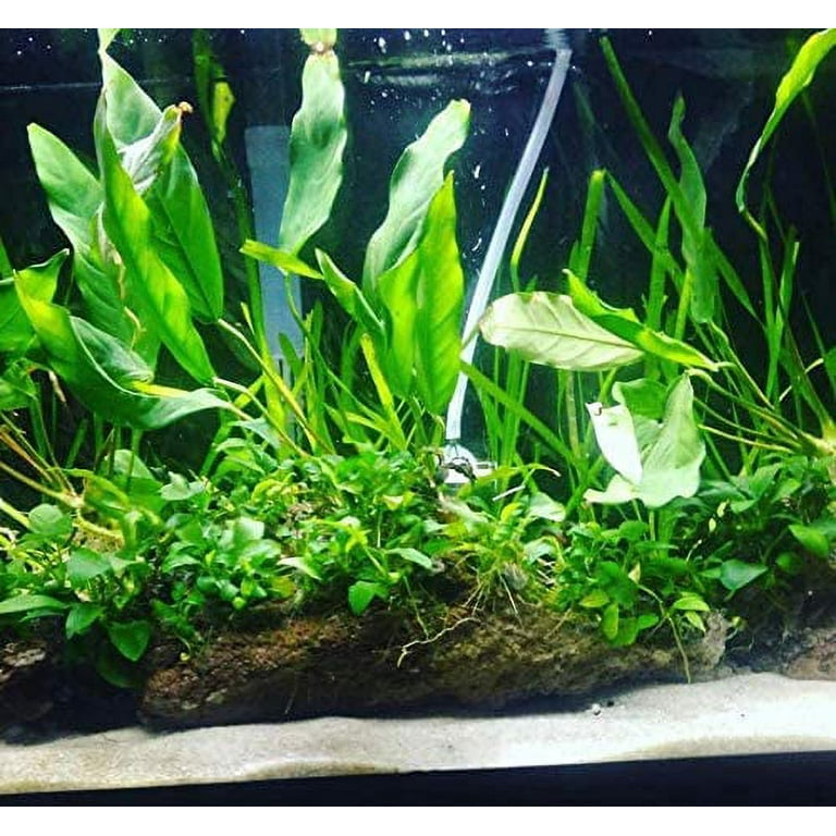 Anubias Frazeri (Medium (3-5 Inches)) Live Aquarium Plants BUY2 GET1 FREE 