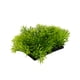 thumbnail image 2 of Accesorios para tanque de peces de acuario decoración de hierba verde planta de agua de plástico Artificial ANGGREK Otros, 2 of 8