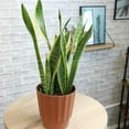 thumbnail image 4 of Element by Altman Plants Live Snake Plant, Sansevieria Superba; 6 in H20 Self Watering Pot, 4 of 10