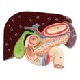 thumbnail image 3 of Modelo de anatomía del estómago humano, herramienta de enseñanza de anatomía, modelo compacto de estudio para estudiantes, para estudio, demostración, 3 of 8