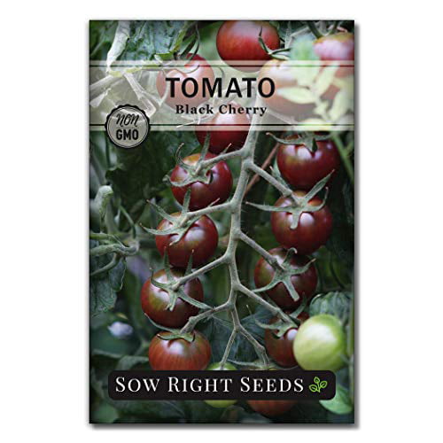 50/100Pcs Purple Tomato Seeds Delicious Fruit Vegetable Home Garden Yard Decor 
