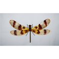 thumbnail image 1 of Eco Style Home esh120 Décoration Murale Libellule Marron & Jaune, 1 of 1