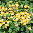 thumbnail image 5 of 100 Pcs Tiny Wooden Bee Embellishments Self-Adhesive Painted Flatback Bumble Bee for DIY Scrapbooking Home Wall Decor, 5 of 10