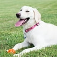 thumbnail image 2 of Chuckit! Air Fetch Ball Dog Toy ATT1- Size Large - For Dogs 60-100 lbs - Bouncy and Durable - Hollow Design - 3-inch Diameter - Pack of 1, 2 of 3