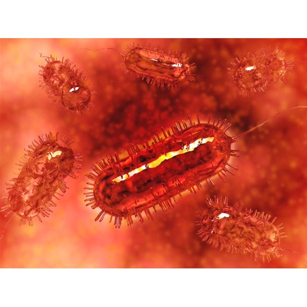 Group of Escherichia coli bacteria cells, commonly known as E. Coli. E