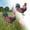 B, variant on Independence Day Rooster Card Elegant Traditional Patriotic Summer Party Decoration for Festive Celebrations and Guest Welcoming