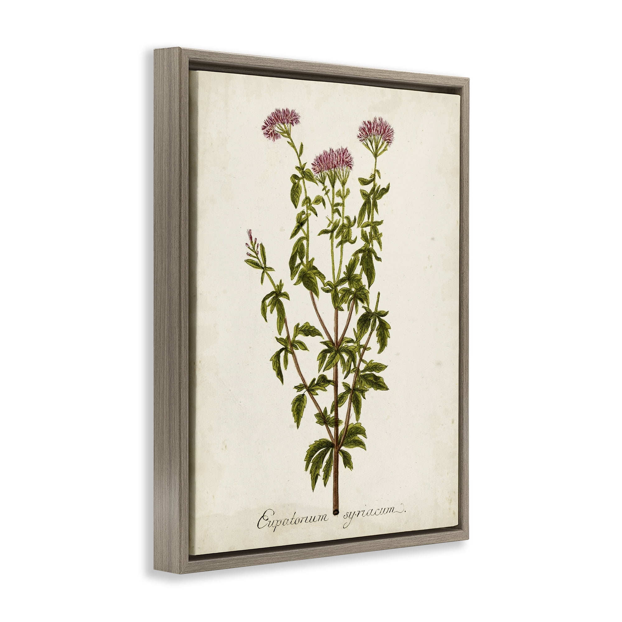Stupell Industries Scientific Flower Study Botanical & Floral Painting Brown Floater Framed Art Print Wall Art, 25 x 31