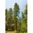 thumbnail image 2 of Jones, Adam 17x24 Gold Ornate Wood Framed with Double Matting Museum Art Print Titled - Giant sequoia tree-Yosemite National Park-California, 2 of 4