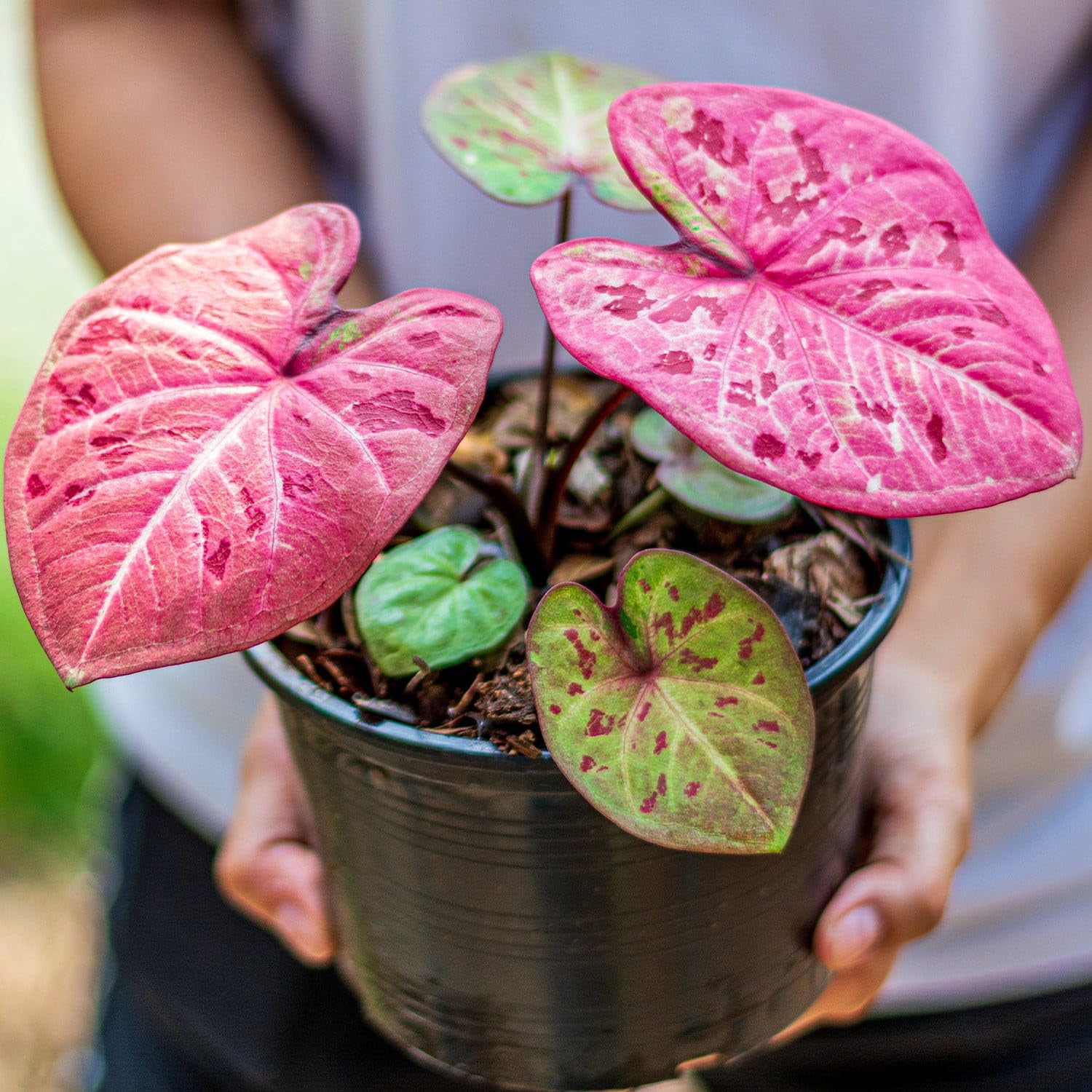 🌿 Gardenera Labs Caladium Plant Potting Mix - Proven Formula for Thriving Caladium - Enhances Patterns and Vigorous Growth - 3 QUART