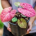 thumbnail image 3 of Premium Caladium Plant Soil Mix by Gardenera Labs - Stimulate Growth and Elevate Leaf Color with Nourishing Formula - 5 Quart, 3 of 3