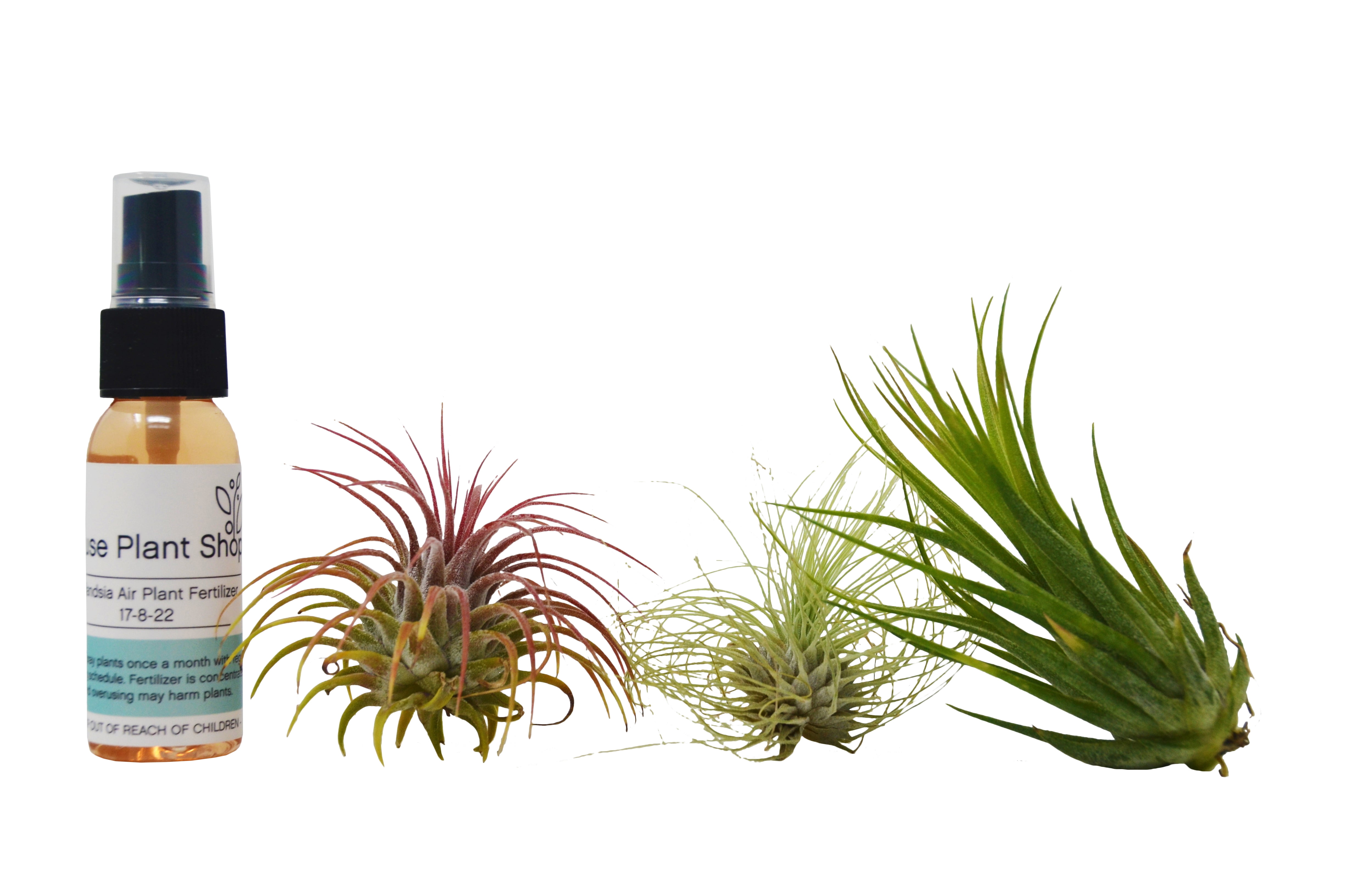 3 Tillandsia Air Plant Pack with Fertilizer Spray / 23 Inches Large