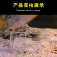thumbnail image 2 of Aquarium fish trap Acrylic crab trap, 2 of 5