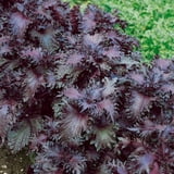 NEW! 100+ PERILLA FRUTESCENS FLOWER SEEDS/ANNUAL/2000 TIMES AS SWEET AS SUGAR