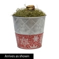 thumbnail image 4 of Direct Gardening - Samba Red and White Flowering Amaryllis Bulb Gift Kit - One Dormant Bulb Pre-planted in a Metallic Decorative Planter, 4 of 5