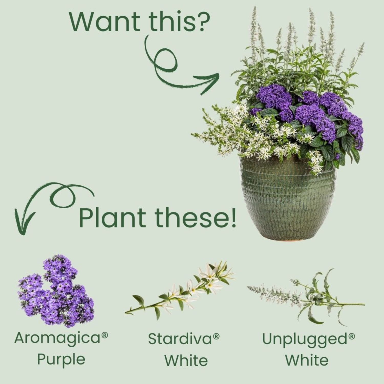 Proven Winners 4" Aromagica Purple Heliotrope Live Plant in 4.25" Pot (4 Count)