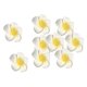 thumbnail image 1 of Healthcom Premium Hawaiian Foam Flower White Artificial Plumeria Rubra For Beach,Wedding Party Decoration,Package of 100 by Healthcom, 1 of 2