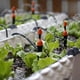 thumbnail image 4 of 50 emisores de goteo para tubería de riego por goteo, goteros de flujo de agua ajustables de 360 ​​grados en estaca de flecha de 7 pulgadas, goteros de riego de jardín para (4-7 mm), 4 of 5