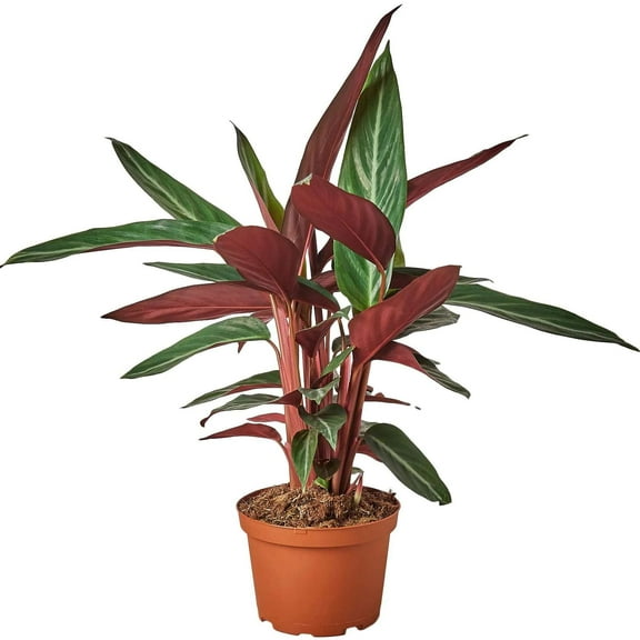 Stromanthe Sanguinea Live Plant for Indoor | Different Houseplants in 4'' & 6'' Pot | Real House Plant for Living Room, Office, Desk & Bathroom | Stromanthe Tricolor
