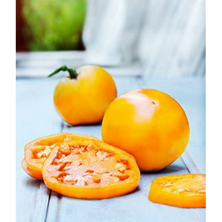 - Golden Jubilee Tomato Plant - Two (2) Live Plants Each 5