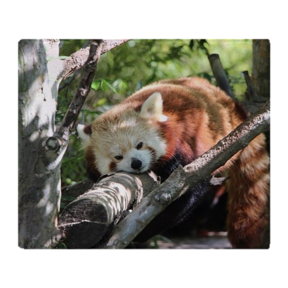 CafePress Sleepy Red Panda Soft Fleece Throw Blanket, 50"x60