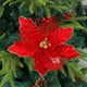 thumbnail image 1 of Decoración navideña con lentejuelas y flores | Arreglo floral de nailon artesanal con encaje, cascabeles y bordes dorados | Elegante adorno para árbol de Navidad para decoración navideña, 1 of 6