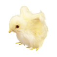 thumbnail image 2 of Pollito amarillo esponjoso con sonido que simula alas extendidas realistas Regalo para niños Juguete de peluche Pollo en miniatura Modelo estático de enseñanza Decoración realista para el es, 2 of 4