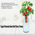 thumbnail image 5 of Petomato - Tomato Plant Kit at Home Your Indoor Red Cherry Tomato Garden Growing Seed Sun Light Need, 5 of 5