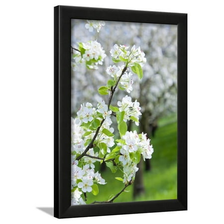 Spring Wall Lighting - Czech Republic, Prague - Cherry Trees in Blossom on Petrin Hill in Spring Framed Print Wall Art By Green Light Collection