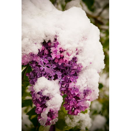 Canvas Print Lilac Spring Bush Winter Bloom Garden Flower Stretched Canvas 10 x (Best Way To Trim Lilac Bushes)