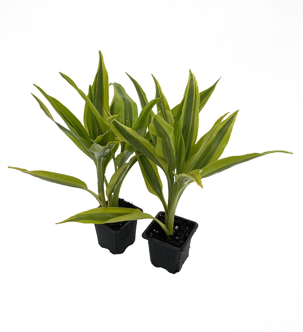 Gold Lucky Bamboo Plant Dracaena sanderiana 2 Pack 3" Pot