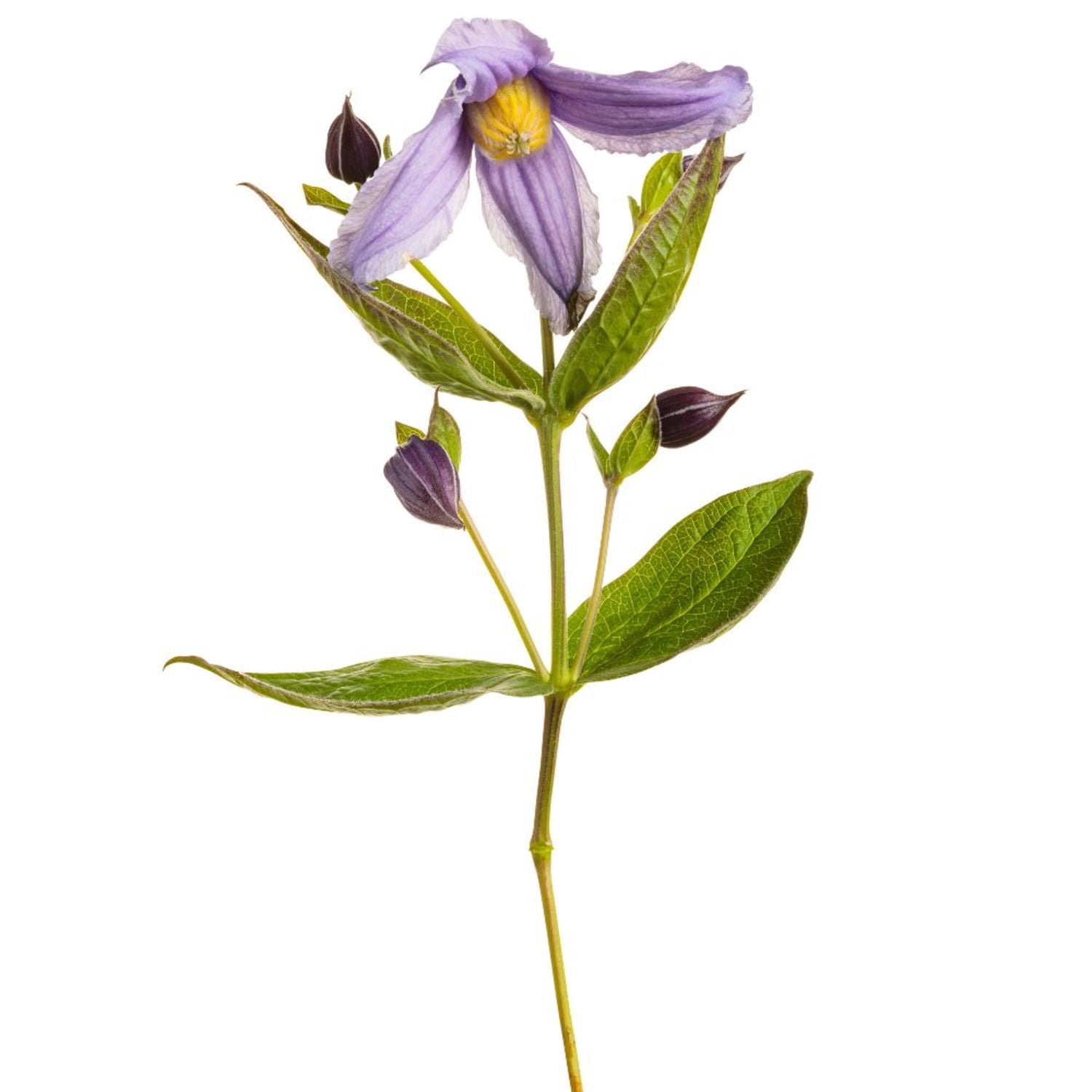 Proven Winners 6" Purple 'Stand by Me Lavender' Bush Clematis Live Plant in 6.5" Pot