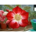 thumbnail image 2 of 10 Mixed DESERT ROSE / ADENIUM Obesum African Houseplant Flower Seeds, 2 of 5