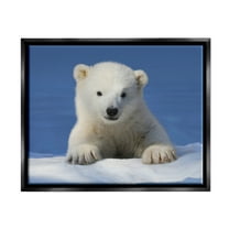 Stupell Industries Baby Polar Bear Peeking Animals & Insects Photography Black Floater Framed Art Print Wall Art, 31 x 25