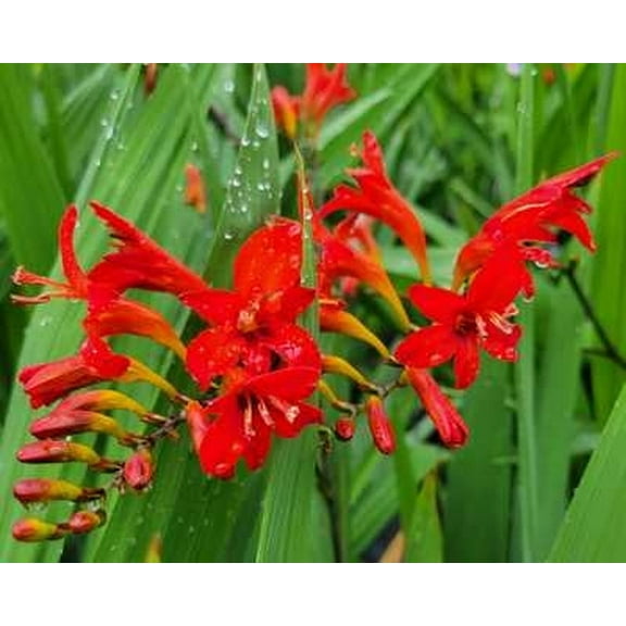 Lucifer Montbretia - 2 Gallon Perennial