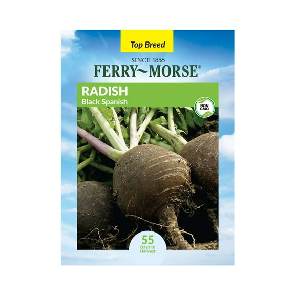 Ferry-Morse 1.6G Radish Black Spanish Annual Vegetable Seeds, Full Sun
