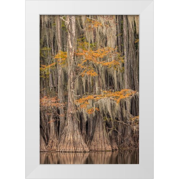 Jones, Adam 11x14 White Modern Wood Framed Museum Art Print Titled - Bald Cypress tree draped in Spanish moss with fall colors Caddo Lake State Park-Uncertain-Texas