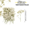 thumbnail image 2 of 50 Pcs White Baby's Breath Real Natural Dried Pressed Flowers Real Pressed Dried Flowers Mini Gypsophila Baby's Breath for Making Wedding Card DIY Art Floral Decors, 2 of 8