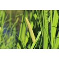 thumbnail image 4 of 250 SWEET FLAG GRASS Wetland Pond Acorus Calamus Ornamental Seeds, 4 of 10