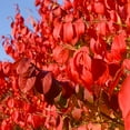 thumbnail image 3 of Brighter Blooms - Dwarf Burning Bush, 3 gal - No Shipping to AK, AZ, CT, DE, HI, IA, MA, MD, ME, MN, MO, NH, NJ, NY, OR, PA, VT, WI, 3 of 7