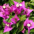 thumbnail image 5 of Bougainvillea Multi Pack - 3 Live Plants in 4 Inch Pots - Colors Chosen Based Health, Beauty and Availability - Beautiful Flowering Shrub for The Patio Or Garden, 5 of 7