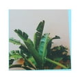 thumbnail image 2 of funtasica Compact Photo Backdrop Leaf Card For Photography , as described Plantain Leaf, 2 of 9