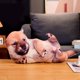 thumbnail image 5 of 2 Piezas Perro Tiro Almohada Almohada Divertido Animal Muñecas Lindo Gloria Arrojar la almohada, 5 of 5