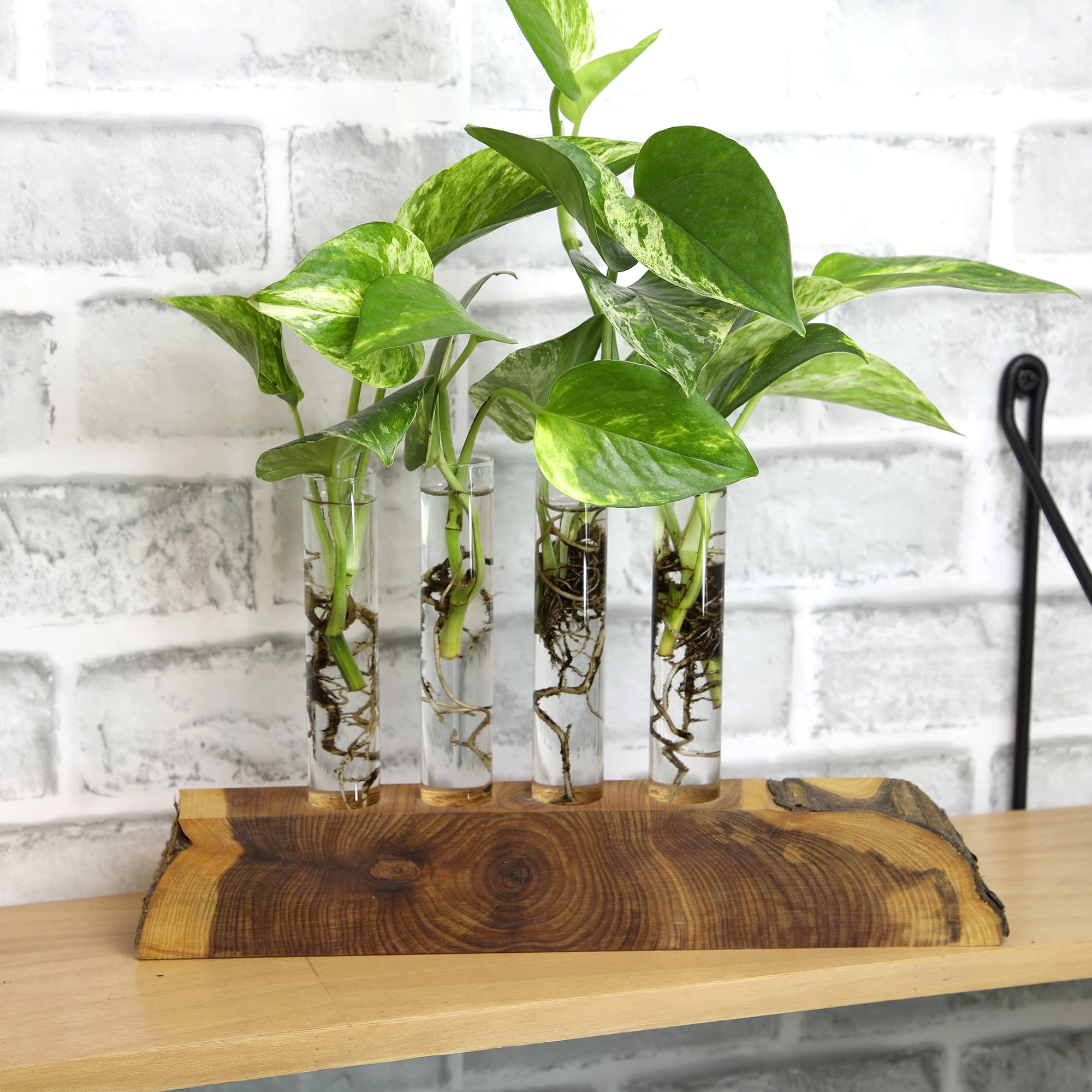 Expert Gardener Golden Pothos Basket, Easy Care Houseplant, 6 in Hanger Basket, Indirect to Full Sun