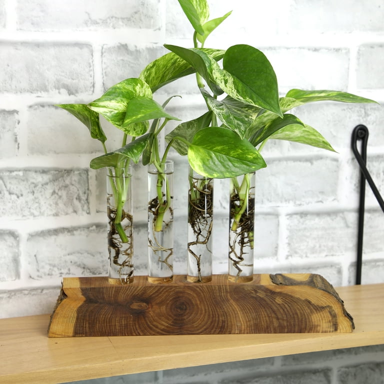 spider plant white Spider Plant (Variegated) | Houseplants for Delivery main image 1