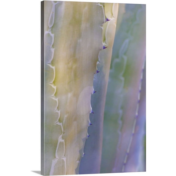 Great BIG Canvas | "Agave I" Canvas Wall Art - 24x36