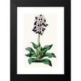 thumbnail image 2 of Anonymous 12x18 Black Modern Framed Museum Art Print Titled - Orchis Longicate (1852-1861), 2 of 5