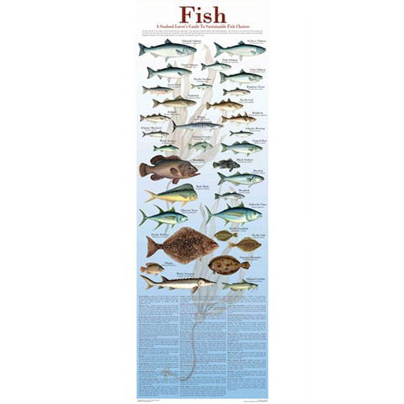 Seafood Poster and Guide To Sustainable Fish 12x36